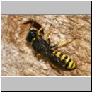 Ectemnius cavifrons oder ruficornis - Grabwespe serie11 m16.jpg